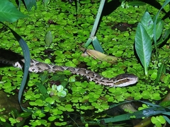 Gloydius brevicauda siniticus