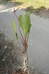 Anthurium gracile