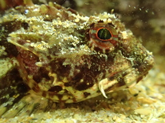 Taurulus bubalis