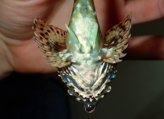Taurulus bubalis