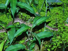 Gloydius brevicauda siniticus