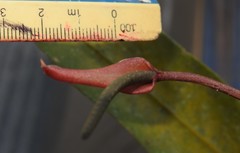 Anthurium gracile