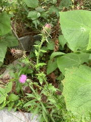 Cirsium mexicanum