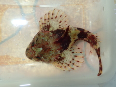 Taurulus bubalis