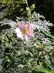 Cistus × skanbergii