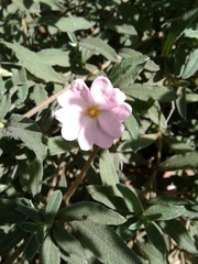 Cistus × skanbergii