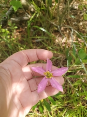 Sabatia grandiflora