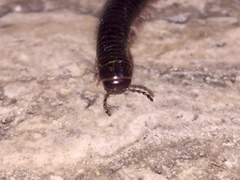 Pachyiulus oenologus