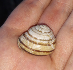 Caucasotachea vindobonensis