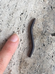 Pachyiulus oenologus