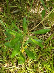 Sabatia grandiflora