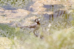 Motacilla alba
