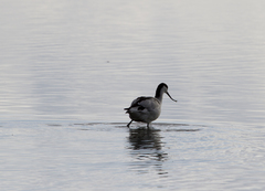 Recurvirostra avosetta