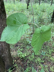 Matelea carolinensis