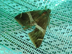 Bastilla arctotaenia