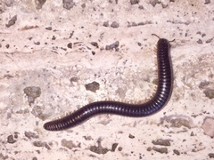 Pachyiulus oenologus