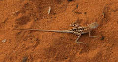 Chalarodon madagascariensis