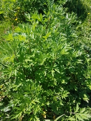 Artemisia vulgaris