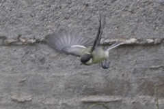 Parus major niethammeri