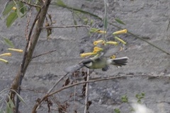 Parus major niethammeri