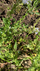Veronica arvensis