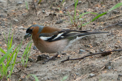 Fringilla coelebs