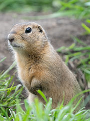 Urocitellus undulatus