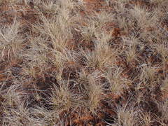 Enneapogon desvauxii