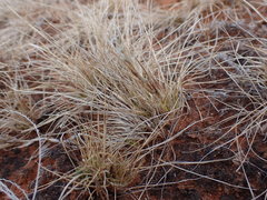 Enneapogon desvauxii