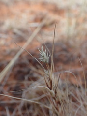 Enneapogon desvauxii