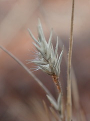 Enneapogon desvauxii