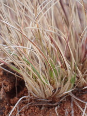 Enneapogon desvauxii