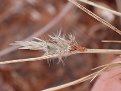 Enneapogon desvauxii