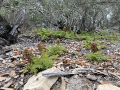 Pedicularis densiflora