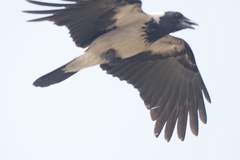 Corvus cornix sharpii