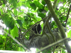 Bradypus variegatus tapajoensis