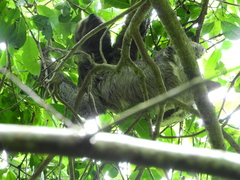 Bradypus variegatus tapajoensis