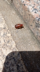 Amphimallon solstitiale