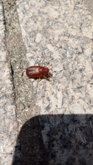 Amphimallon solstitiale