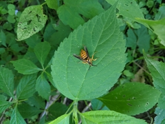 Paranthrene simulans