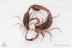 Centruroides marcanoi