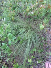 Aristida stricta