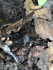 Segestria florentina