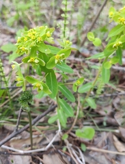 Euphorbia jenisseiensis
