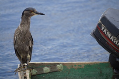 Nycticorax nycticorax obscurus