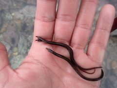 Nerophis lumbriciformis