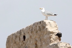 Larus michahellis michahellis