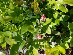 Vaccinium myrtillus