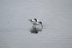 Recurvirostra avosetta