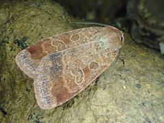 Sineugraphe bipartita